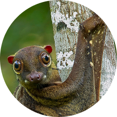 flying-lemur